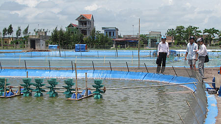 Tình trạng và quá trình nuôi tôm của người dân